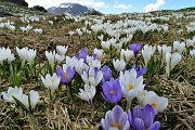 02 Distese di crocus bianco-violetti al Monte Campo (1870 m) 